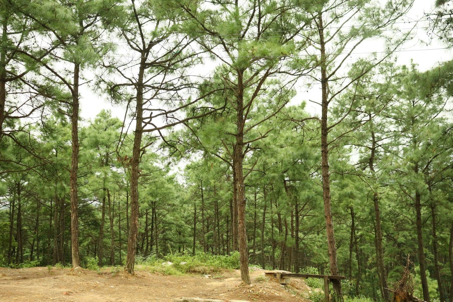 Pine Tree Lodge Shillong Eksteriør billede